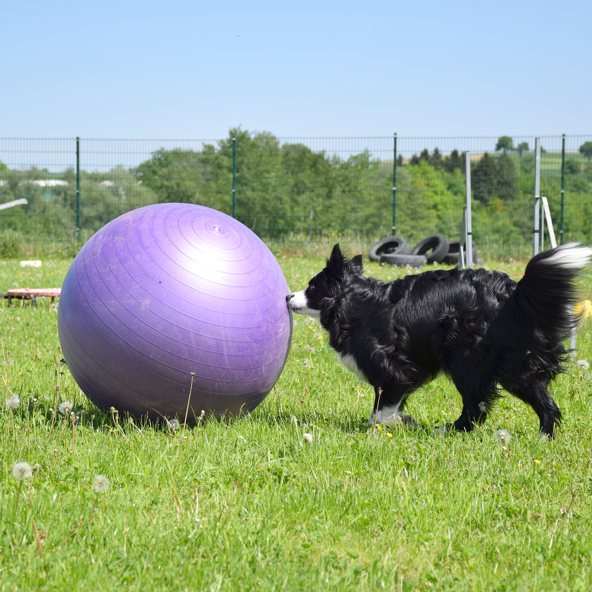 Treibball - Hund mit Gymnastikball